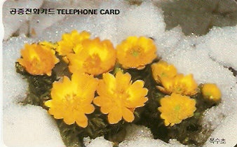 SOK-MO09425 - Adonis