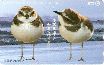 JAP-331-160