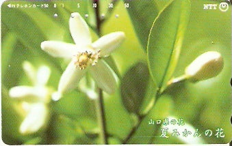 JAP-351-220