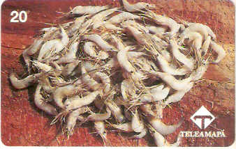 AP-006M - Camarão Comum