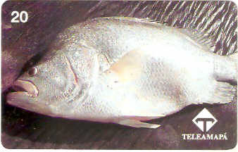 AP-011M - Acará-açu