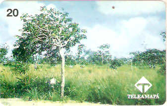 AP-012M - Barbatimão