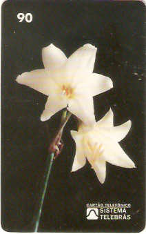 RR-014M - Lírio dos Campos