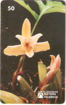RR-015M - Orquídea da Serra