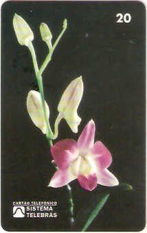 RR-016M - Orquídea - 20C