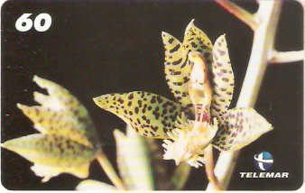 RR-033M - Orquídea - 2
