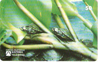 RO-004M - Quelônios da Amazônia