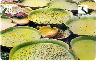 RO-040M - Flores da Amazônia - 1/4