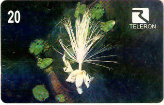 RO-041M - Flores da Amazônia - 2/4