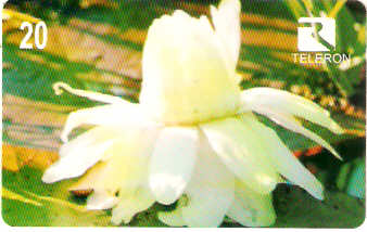 RO-043M - Flores da Amazônia - 4/4