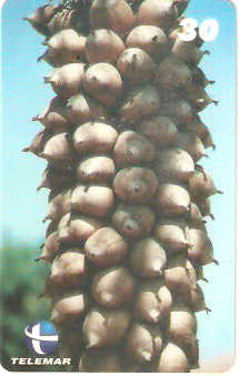 PI-054M - Coco Babaçu