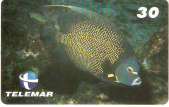 PB-035M - Paru Adulto