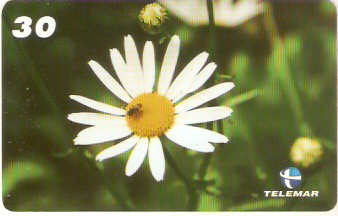 PB-053M - Flores - 03/15