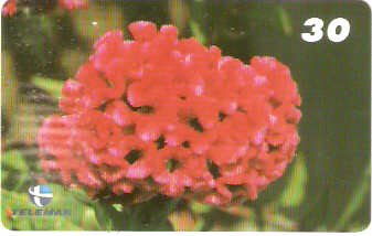 PB-060M - Flores - 10/15