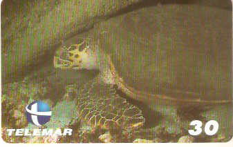 PB-068M - Tartaruga Cabeçuda