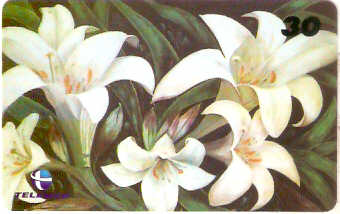 RJ-1075M - Flores - 15/16