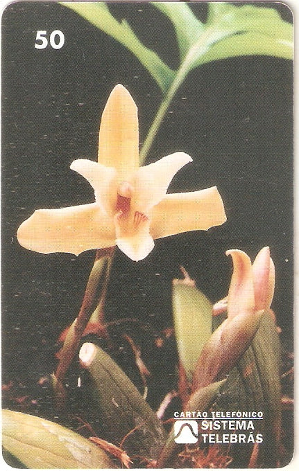 RR-015 - Orquídea da Serra