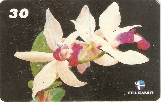 RR-055 - Orquídea de Roraima