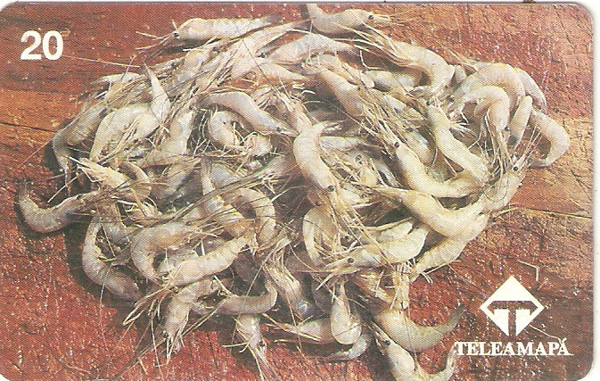 AP-006 - Camarão Comum