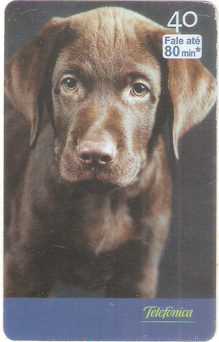 SP-2523 - Filhotes - 08/10 - A