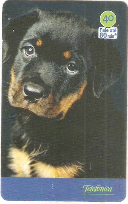 SP-3541 - Cães 2004 - 40 - 05/10