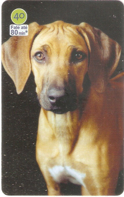 SP07-298 - Vira-Latas - 40 - 03/14