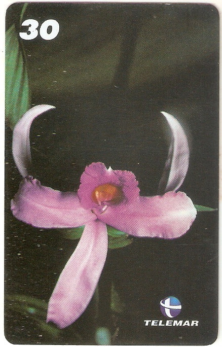 AM-317 - Orquídeas - 3/8