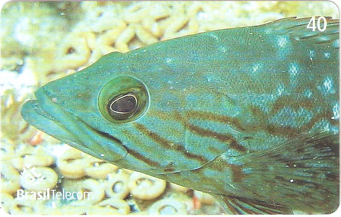 SC-618 - Peixes - 01/11