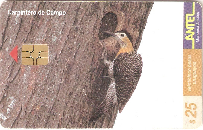 URU-C-117a - Carpintero de Campo