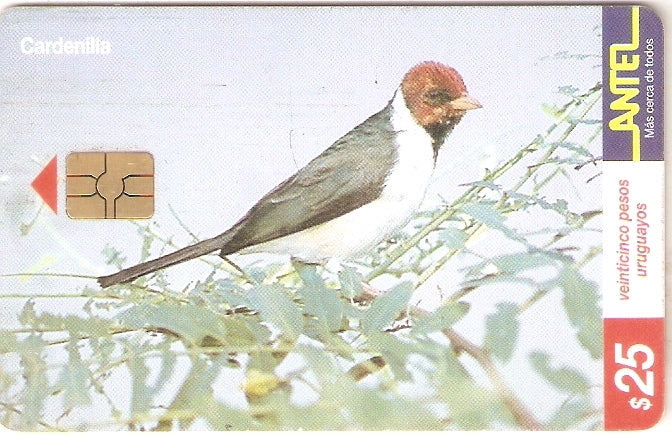 URU-C-132a - Cardenilla
