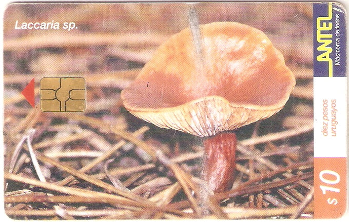 URU-C-157a - Laccaria