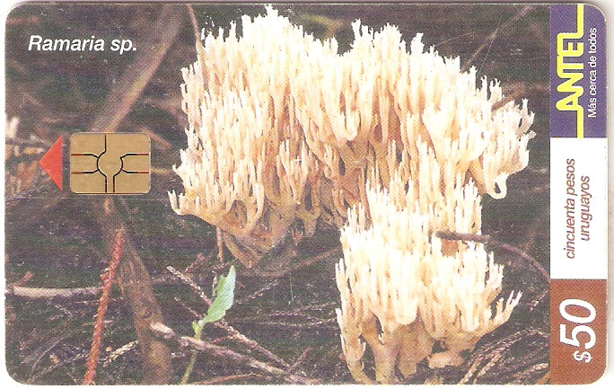 URU-C-162a - Ramaria