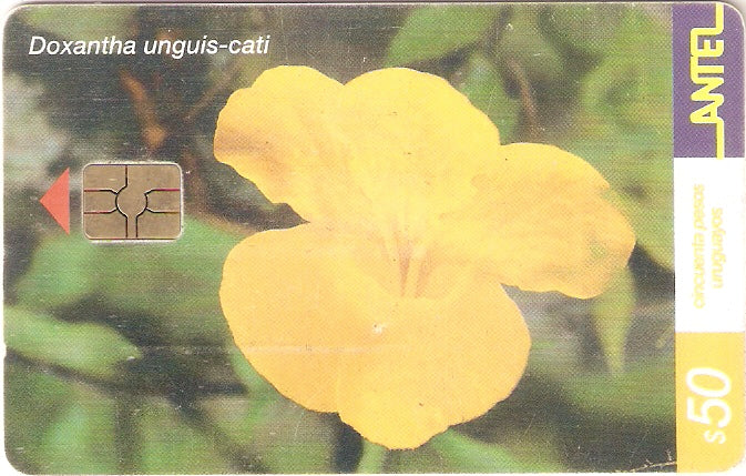 URU-C-170a - Doxantha unguis-cati