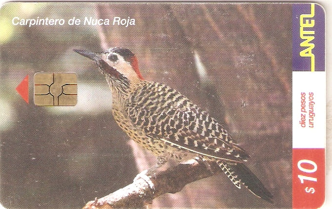 URU-C-202a - Carpintero de Nuca Roja
