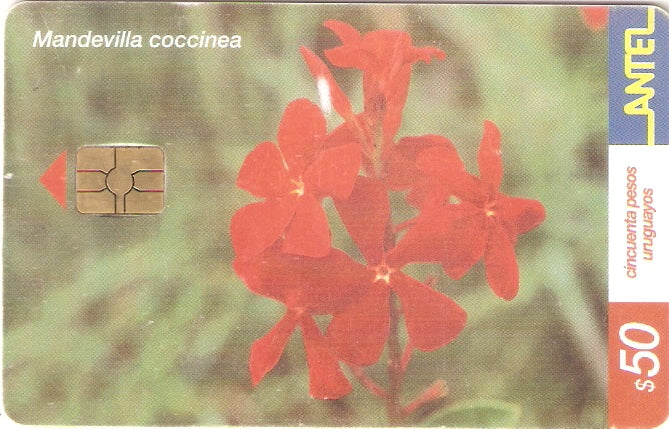 URU-C-215a - Mandevilla Coccinea