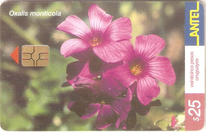 URU-C-216a - Macachín Rosado