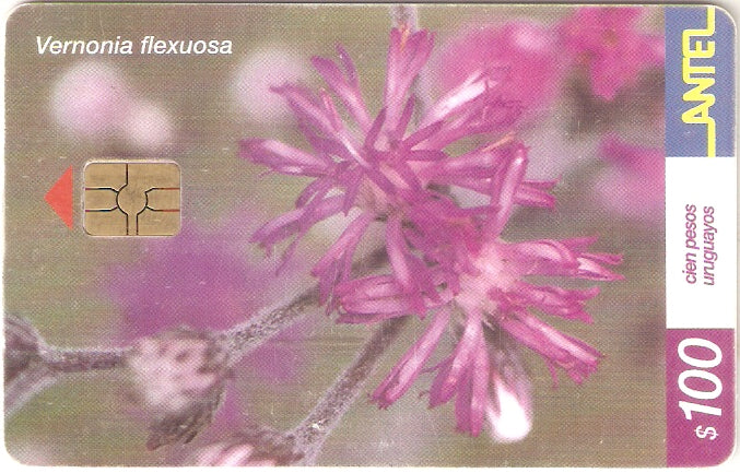 URU-C-218a - Yerba del Sudor