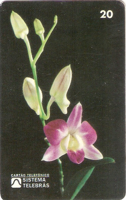 RR-016 - Orquídea - 20C