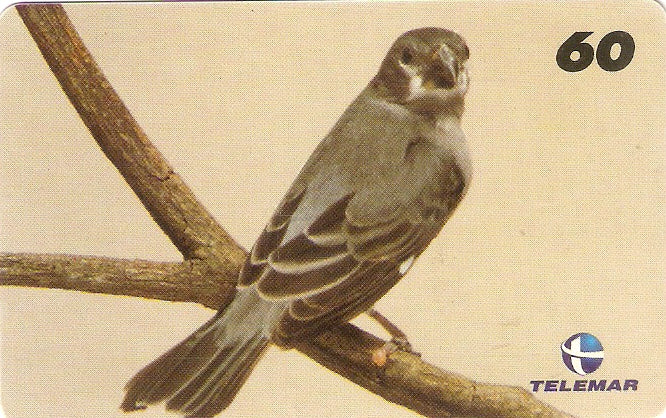 AP-026 - Patativa