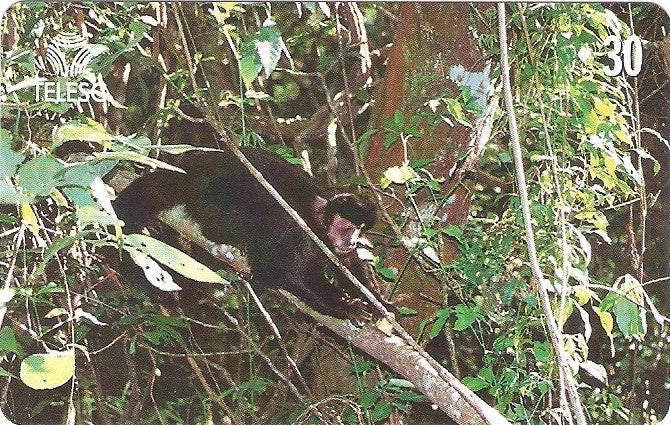 SC-123M - Canto dos Araças