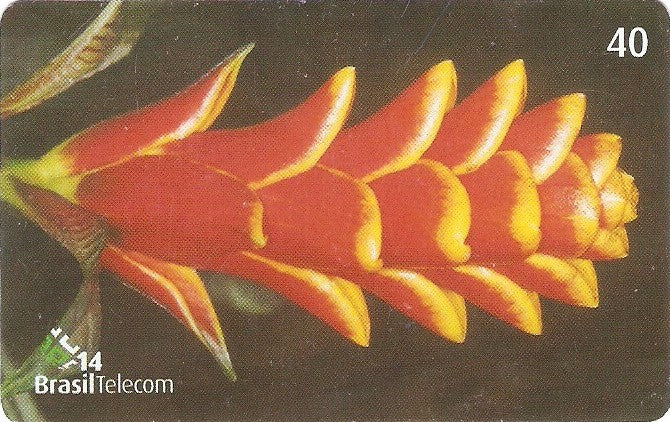 SC-504 - Flores Silvestres - 11/11