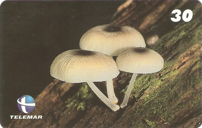 ES-140M - Fungos - 02/10