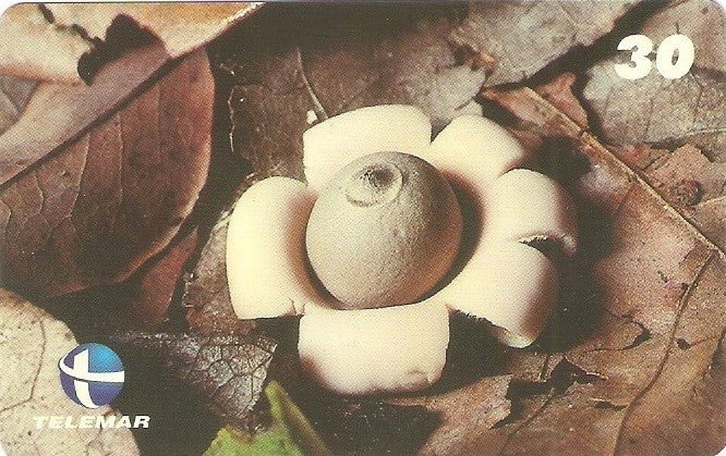 ES-144M - Fungos - 06/10