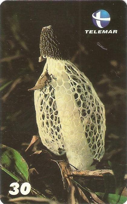 ES-146M - Fungos - 08/10