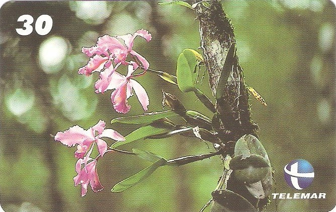 ES-156M - Flora - 06/10