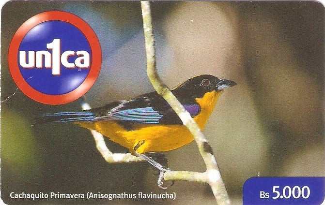 VEN-U-0208 - Cachaquito Primavera