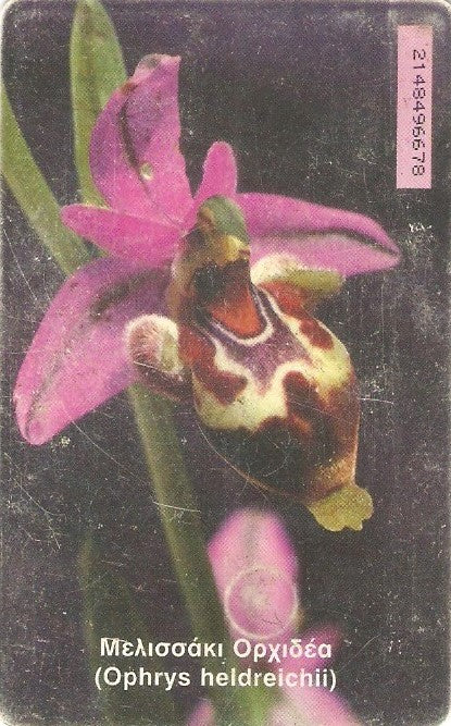 GRE-X0684 - Orquídea