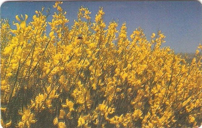 GRE-X1430 - Primavera 2002