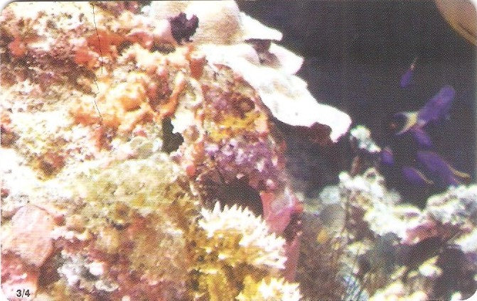 GRE-X2203 - Vida Submarina - 3/4