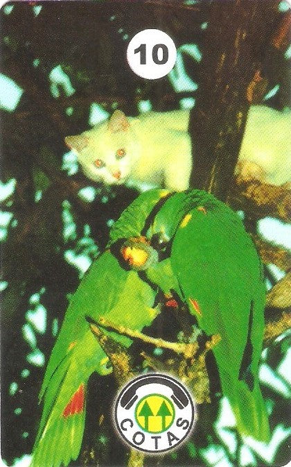 BOL-CO-035 - Gato e Papagaio